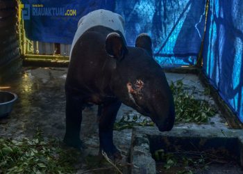 Ditemukan Dalam Kondisi Mata Terluka, BBKSDA Riau Evakuasi Tapir di Kuansing