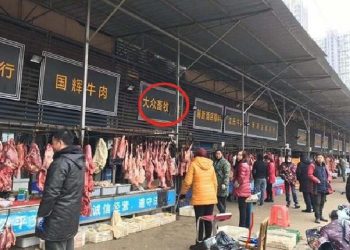 Studi: Spesies Satwa Liar yang Diperdagangkan di Pasar China Akan Bawa Malapetaka Lagi