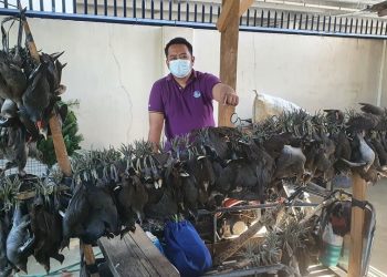 Sedikitnya 189 Burung Langka Berhasil Diselamatkan Dari Pasar di Bulacan