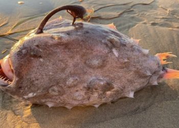 Mengerikan, Ikan Langka Dengan Bentuk Tubuh Aneh Ditemukan di Pantai San Diego