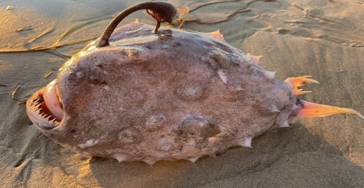 Mengerikan, Ikan Langka Dengan Bentuk Tubuh Aneh Ditemukan di Pantai San Diego