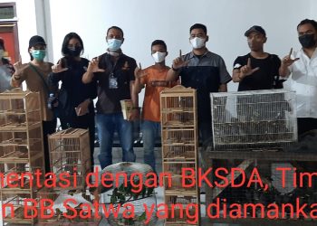 Polres Kampar Selamatkan Puluhan Burung Serindit Melayu