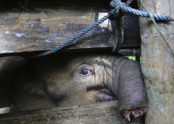 Biadab, Ulah Pemburu Liar Sebabkan Anak Gajah Kehilangan Separuh Belalainya