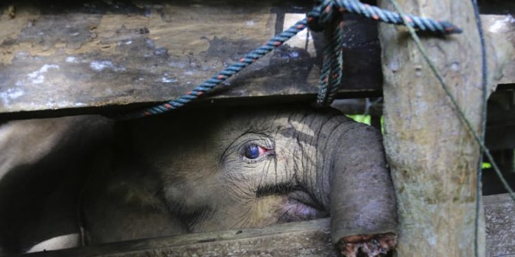 Biadab, Ulah Pemburu Liar Sebabkan Anak Gajah Kehilangan Separuh Belalainya