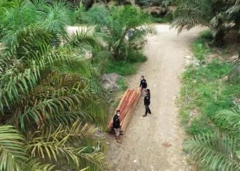 DLHK Riau akui Kekurangan Jumlah Polhut Untuk Menertibkan Illegal Logging