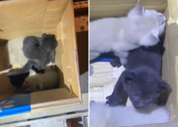 4 Anak Kucing Ditemukan di Pesawat Kargo Dari Singapura ke Hong Kong