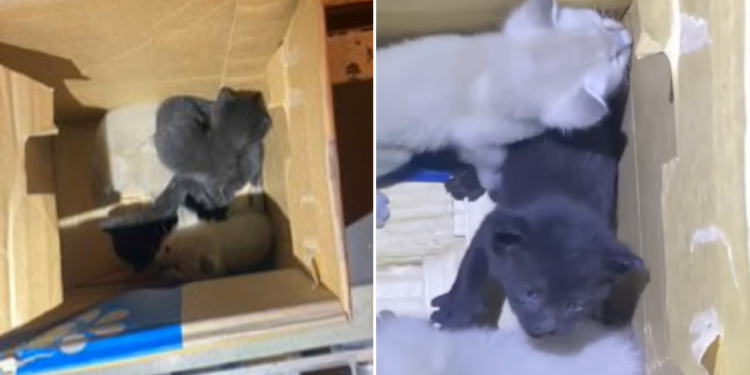 4 Anak Kucing Ditemukan di Pesawat Kargo Dari Singapura ke Hong Kong