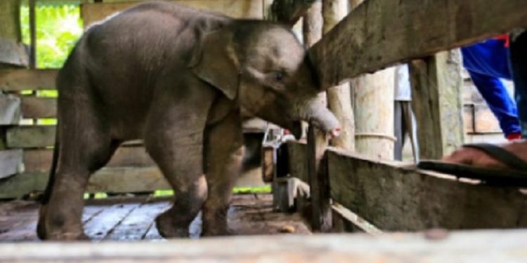 Gajah Sumatera Berusia 1 Tahun Mati Setelah Kehilangan Separuh Belalainya Karena Jebakan Pemburu