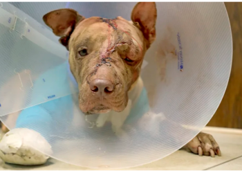 Pria Kejam Ini Akan Membusuk di Penjara setelah Tikam dan Hajar Anak Anjing Habis-habisan