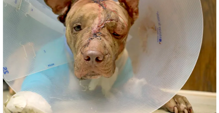 Pria Kejam Ini Akan Membusuk di Penjara setelah Tikam dan Hajar Anak Anjing Habis-habisan