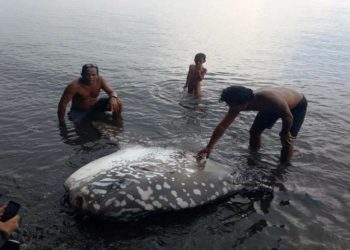 Bangkai Mola-mola Ditemukan Terdampar di Pantai Buleleng