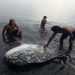 Bangkai Mola-mola Ditemukan Terdampar di Pantai Buleleng