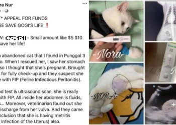 Penipuan! Wanita Singapura Galang Dana untuk Obati Kucing Liar demi Raup Keuntungan Pribadi