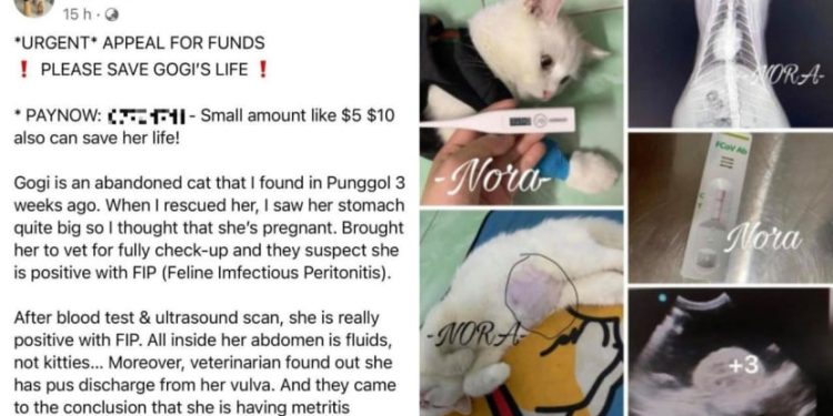 Penipuan! Wanita Singapura Galang Dana untuk Obati Kucing Liar demi Raup Keuntungan Pribadi