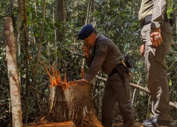 Polda Riau Ringkus Tangan Kanan Anak Jendral Terkait Ilegal Logging