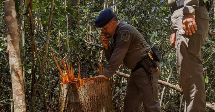 Polda Riau Ringkus Tangan Kanan Anak Jendral Terkait Ilegal Logging