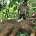 Belalai Nyaris Putus saat Terjerat jaring, Gajah di Aceh Berahasil Diselamatkan