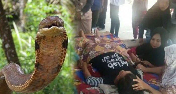 Mahasiswa IPB yang Tewas Dipatok Ular Berbisa Ternyata Mahasiswa Baru Program S2 IPB Bogor