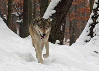 Pihak Berwenang Oregon Minta Bantuan Publik untuk Tangkap Tersangka Pembunuh 8 Serigala dengan Racun