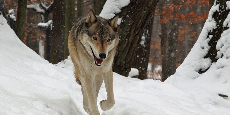 Pihak Berwenang Oregon Minta Bantuan Publik untuk Tangkap Tersangka Pembunuh 8 Serigala dengan Racun