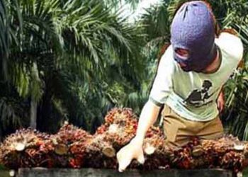 Curi Buah Kelapa Sawit Majikan, 4 Pria Huni Diringkus Polsek Rimba Melintang