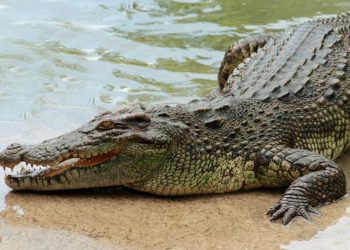 Siswi di Inhil Diterkam Buaya saat BAB