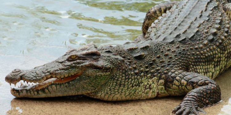 Siswi di Inhil Diterkam Buaya saat BAB