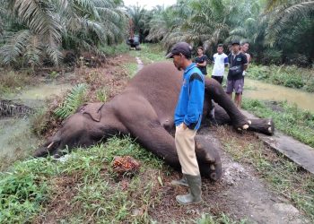 Diduga Tersengat Listrik, Seekor Gajah Sumatera Ditemukan Mati di Kebun Sawit