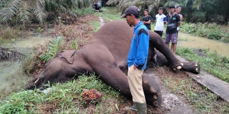 Diduga Tersengat Listrik, Seekor Gajah Sumatera Ditemukan Mati di Kebun Sawit