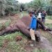 Diduga Tersengat Listrik, Seekor Gajah Sumatera Ditemukan Mati di Kebun Sawit