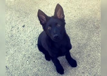 Anak Anjing Milik Polisi Ditemukan Terpenggal, Pihak Berwenang Yakin Ini Serangan yang Ditargetkan