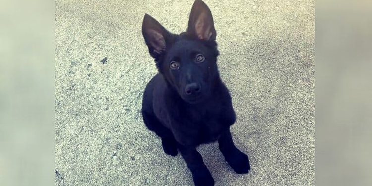 Anak Anjing Milik Polisi Ditemukan Terpenggal, Pihak Berwenang Yakin Ini Serangan yang Ditargetkan