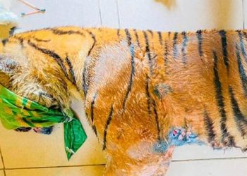 Harimau Sumatera yang Terluka Terperangkap Dalam Jebakan