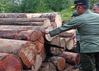 363 Tual Kayu Hasil Ilegal Logging Ditemukan Petugas Gabungan Di Kawasan Hutan Lindung Betabuh