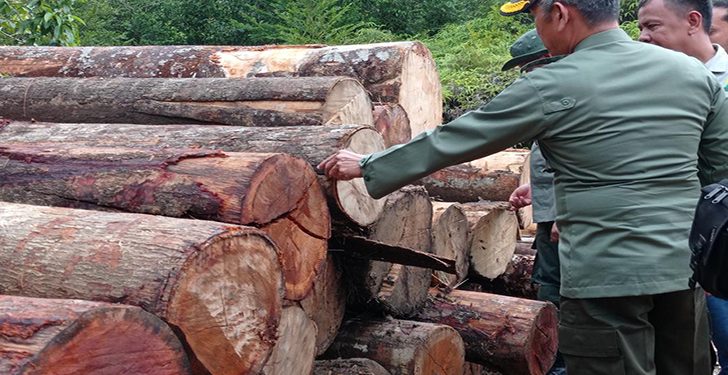 363 Tual Kayu Hasil Ilegal Logging Ditemukan Petugas Gabungan Di Kawasan Hutan Lindung Betabuh