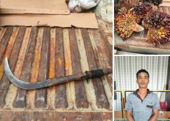 Curi Buah Sawit Kebun PT Ivomas, Buruh di Rohil Ditangkap