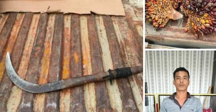 Curi Buah Sawit Kebun PT Ivomas, Buruh di Rohil Ditangkap