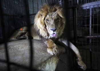 2 Singa Melarikan Diri dari Kandang di Bandara Singapura