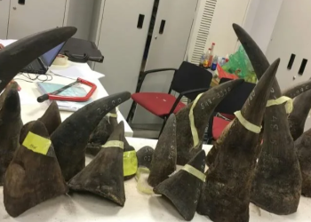 Tegas, Vietnam Jatuhkan Hukuman Penjara Hampir Dua Dekade pada Pedagang Gelap Cula Badak