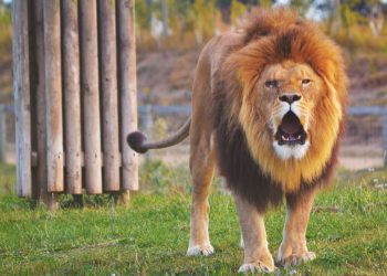 Dua Singa Diperdagangkan Secara Ilegal Lewat Bandara Changi