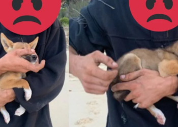 Tak Mengindahkan Peraturan, Pengunjung Ini Dikecam dan Berisiko Dikenakan Denda