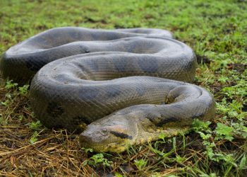 Wanita Ini Berkonspirasi dalam Pembunuhan Suaminya, Tuduh Serangan Ular adalah Sebab Kematian