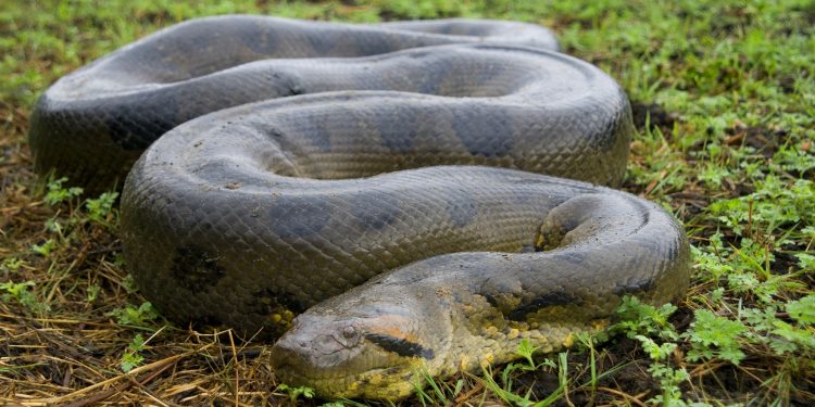 Wanita Ini Berkonspirasi dalam Pembunuhan Suaminya, Tuduh Serangan Ular adalah Sebab Kematian