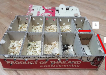 Selundupkan 40 Burung dari Malaysia tanpa Akses Air dan Udara, Pria Ini Dijatuhi Hukuman 6 Bulan Penjara