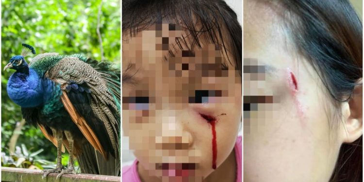Seorang Merak Berbahaya Menganiaya Balita di Singapura