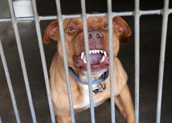 Seekor Pitbull Serang Bocah 3 Tahun hingga Tewas di Tempat