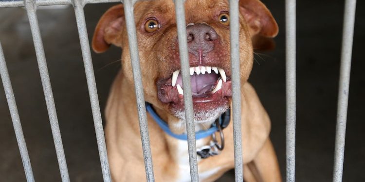 Seekor Pitbull Serang Bocah 3 Tahun hingga Tewas di Tempat