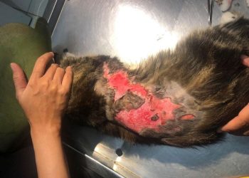 Viral, Guru Agama Dilaporkan ke Polisi Usai Menyiram Kucing dengan Air Panas