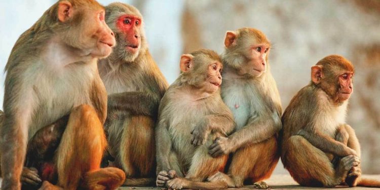 Sekelompok Monyet Bunuh Bayi 2 Bulan di India, Tenggelamkan ke Tangki Air