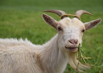 Mabuk, Pendeta Ini Tak Sengaja Gorok Leher Pria Alih-alih Kambing
